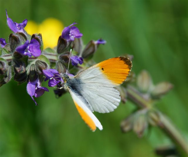 Anthocharis cardamines